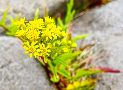Wild flowers everywhere