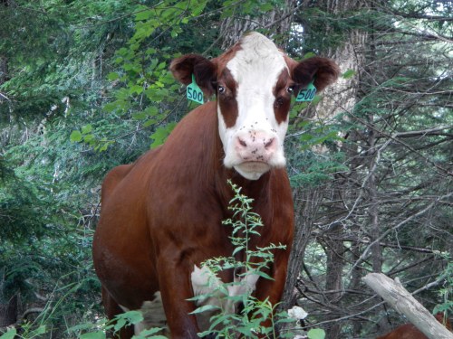 Stroudwater River cow.