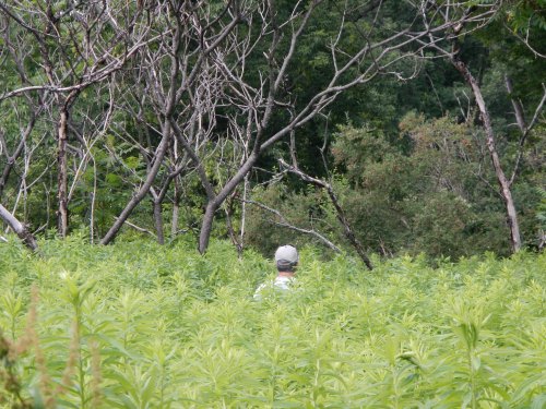 Sappi portage in Westbrook, Maine.